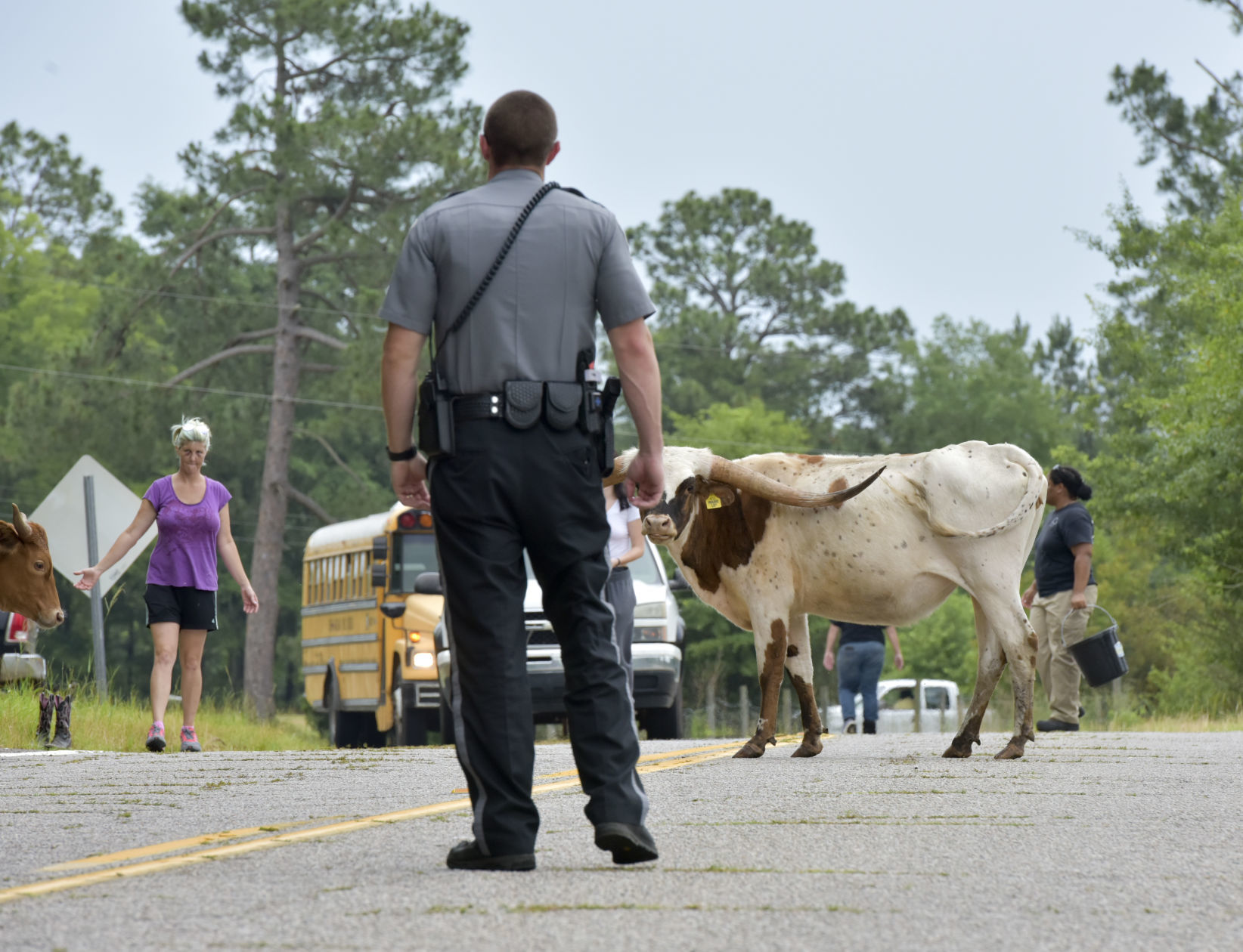 Cattle on the Loose